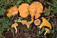 Cantharellus roseocanus image