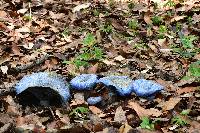 Lactarius indigo image