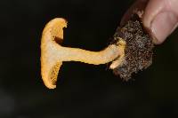 Cantharellus roseocanus image