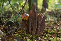 Alloclavaria purpurea image