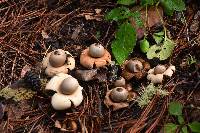 Geastrum saccatum image