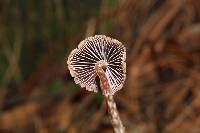 Psilocybe neoxalapensis image
