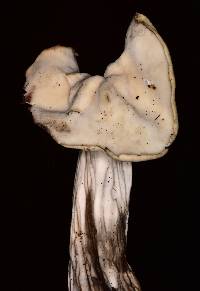 Helvella crispa image