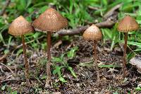 Psilocybe mexicana image