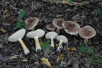 Tylopilus rubrobrunneus image