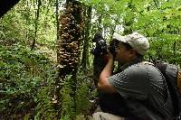 Armillaria puiggarii image