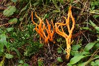 Clavulinopsis aurantiocinnabarina image
