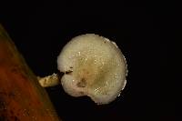 Stropharia aeruginosa image