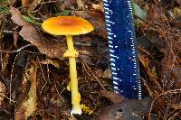 Amanita flavoconia image