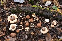 Geastrum saccatum image