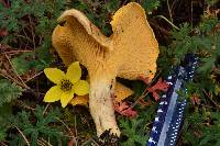 Cantharellus roseocanus image