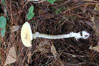 Amanita xylinivolva image