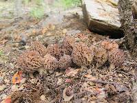 Morchella snyderi image