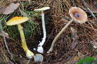 Amanita xylinivolva image