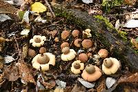 Geastrum saccatum image