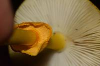 Amanita flavoconia image