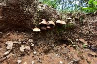 Psilocybe caerulescens image