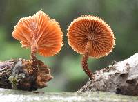 Phaeomarasmius erinaceus image