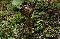 Helvella lacunosa image