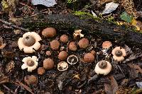 Geastrum saccatum image