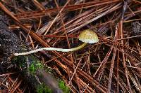 Mycena epipterygia image