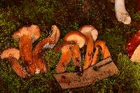 Lactarius volemus image