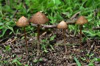 Psilocybe mexicana image