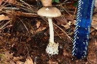 Amanita arocheae image