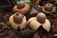 Geastrum saccatum image