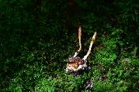 Cordyceps militaris image