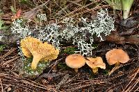 Cantharellus roseocanus image