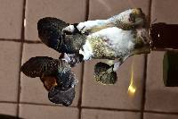 Psilocybe cubensis image