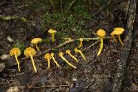 Cantharellus minor image