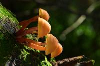 Gymnopilus picreus image