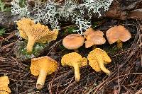 Cantharellus roseocanus image