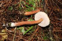 Austroboletus gracilis image