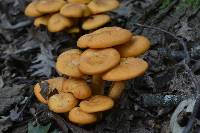 Omphalotus illudens image