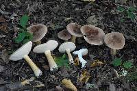 Tylopilus rubrobrunneus image