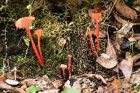 Hygrocybe cantharellus image