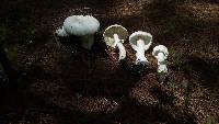 Amanita polypyramis image