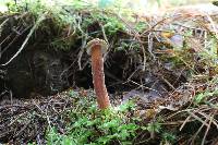 Austroboletus gracilis image