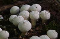 Lycoperdon pyriforme image