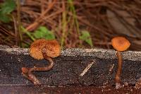 Gymnopilus picreus image