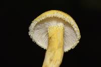 Hygrophorus chrysodon image