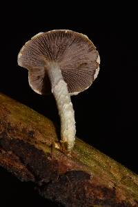 Stropharia aeruginosa image