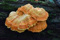 Laetiporus sulphureus image