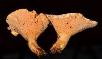 Lactarius piperatus image