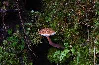 Austroboletus gracilis image