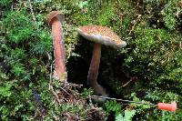 Austroboletus gracilis image