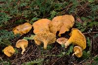 Cantharellus roseocanus image